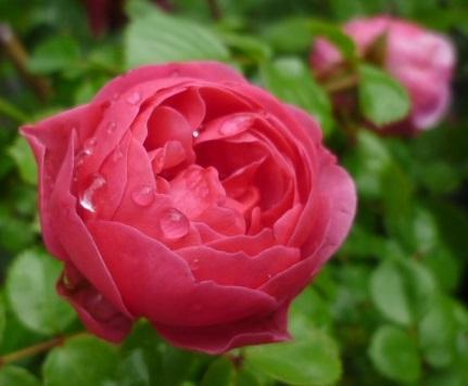 バラ苗 つる 四季 ポンポネッラ アーチやポールなどいろいろに仕立てて楽しめます Sn １鉢 バラ 売買されたオークション情報 Yahooの商品情報をアーカイブ公開 オークファン Aucfan Com