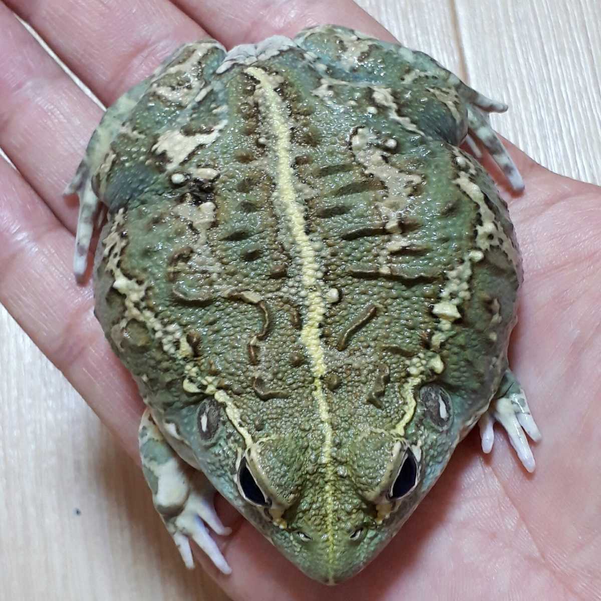 鬼レア アフリカウシガエル ゴツゴツとした皮膚感の非常に大型になる入手困難な血統の半年程飼い込んだ 10cm個体を訳あり1円スタート カエル 売買されたオークション情報 Yahooの商品情報をアーカイブ公開 オークファン Aucfan Com 鬼レア アフリカウシガエル ゴツゴツとした皮膚感の非常に大型になる入手困難な血統の半年程飼い込んだ 10cm個体を訳あり1円スタート カエル 売買されたオークション情報 Yahooの商品情報をアーカイブ公開 オークファン Aucfan Com