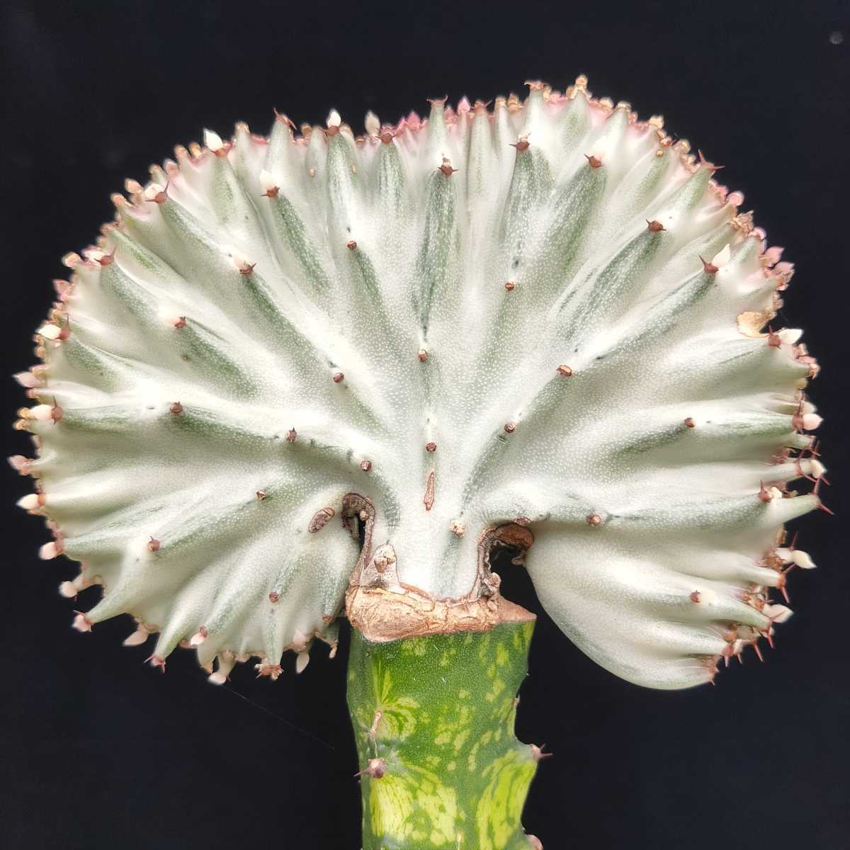 ユーフォルビア マハラジャ2 多肉植物 コーデックス サボテン アガベ サボテン 売買されたオークション情報 Yahooの商品情報をアーカイブ公開 オークファン Aucfan Com