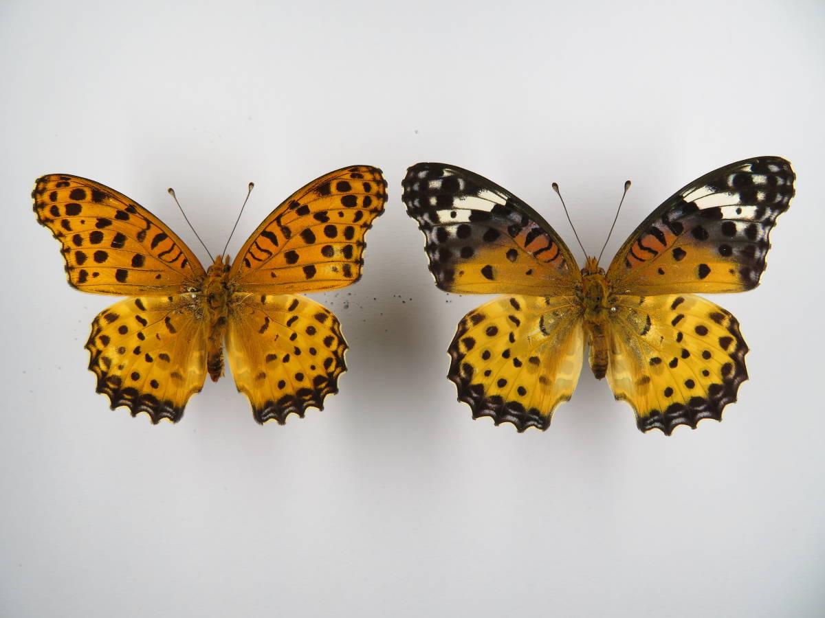 国産蝶標本 ツマグロヒョウモン a Pair 千葉県長生郡 産 虫類 売買されたオークション情報 Yahooの商品情報をアーカイブ公開 オークファン Aucfan Com 国産蝶標本 ツマグロヒョウモン a Pair 千葉県長生郡 産 虫類 売買されたオークション情報 Yahooの商品情報をアーカイブ公開 オークファン Aucfan Com