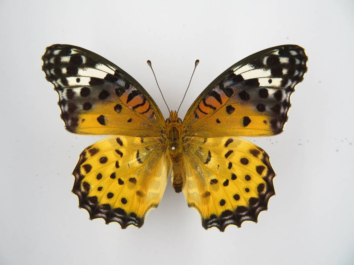 国産蝶標本 ツマグロヒョウモン a Pair 千葉県長生郡 産 虫類 売買されたオークション情報 Yahooの商品情報をアーカイブ公開 オークファン Aucfan Com 国産蝶標本 ツマグロヒョウモン a Pair 千葉県長生郡 産 虫類 売買されたオークション情報 Yahooの商品情報をアーカイブ公開 オークファン Aucfan Com