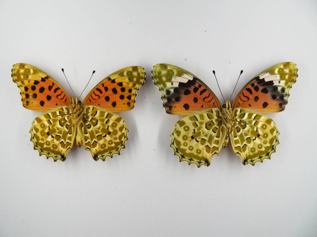 国産蝶標本 ツマグロヒョウモン a Pair 千葉県長生郡 産 虫類 売買されたオークション情報 Yahooの商品情報をアーカイブ公開 オークファン Aucfan Com 国産蝶標本 ツマグロヒョウモン a Pair 千葉県長生郡 産 虫類 売買されたオークション情報 Yahooの商品情報をアーカイブ公開 オークファン Aucfan Com