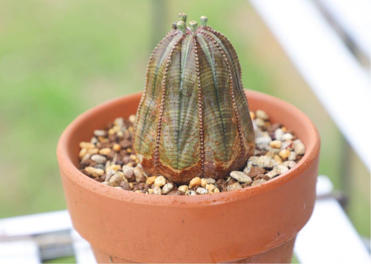 オベサ ユーフォルビア obesa 塊根植物 Euphorbia 多肉 多肉植物 塊根