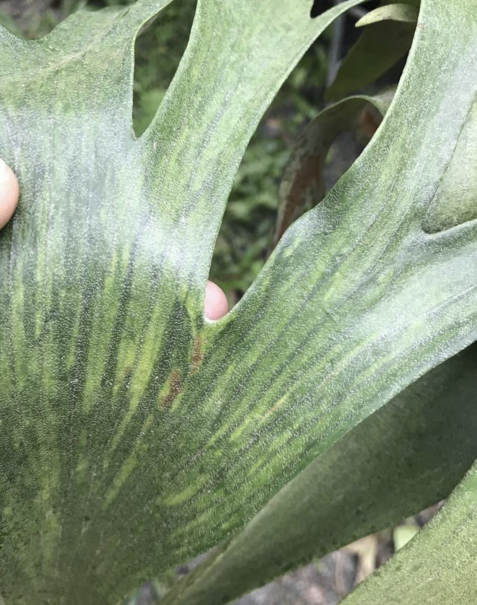 P. hillii 'Bahia' variegated ビカクシダ　コウモリラン 【vandaka】