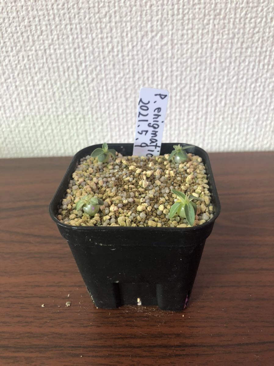 洋蘭 - Yahoo!オークション 洋蘭原種］Bulb aurea｜Yahoo!フリマ（旧