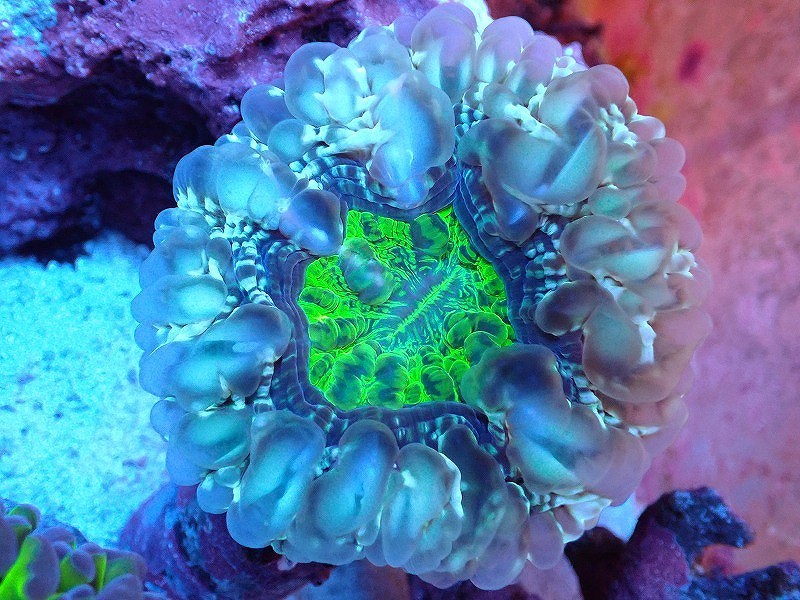 人気SALE，人気サンゴ コハナガタサンゴ クリアーグリーン 個体販売 &plusmn;6ｃｍ No.2 生体(その他)｜売買されたオークション情報、yahooの商品情報をアーカイブ公開 - オークファン その他