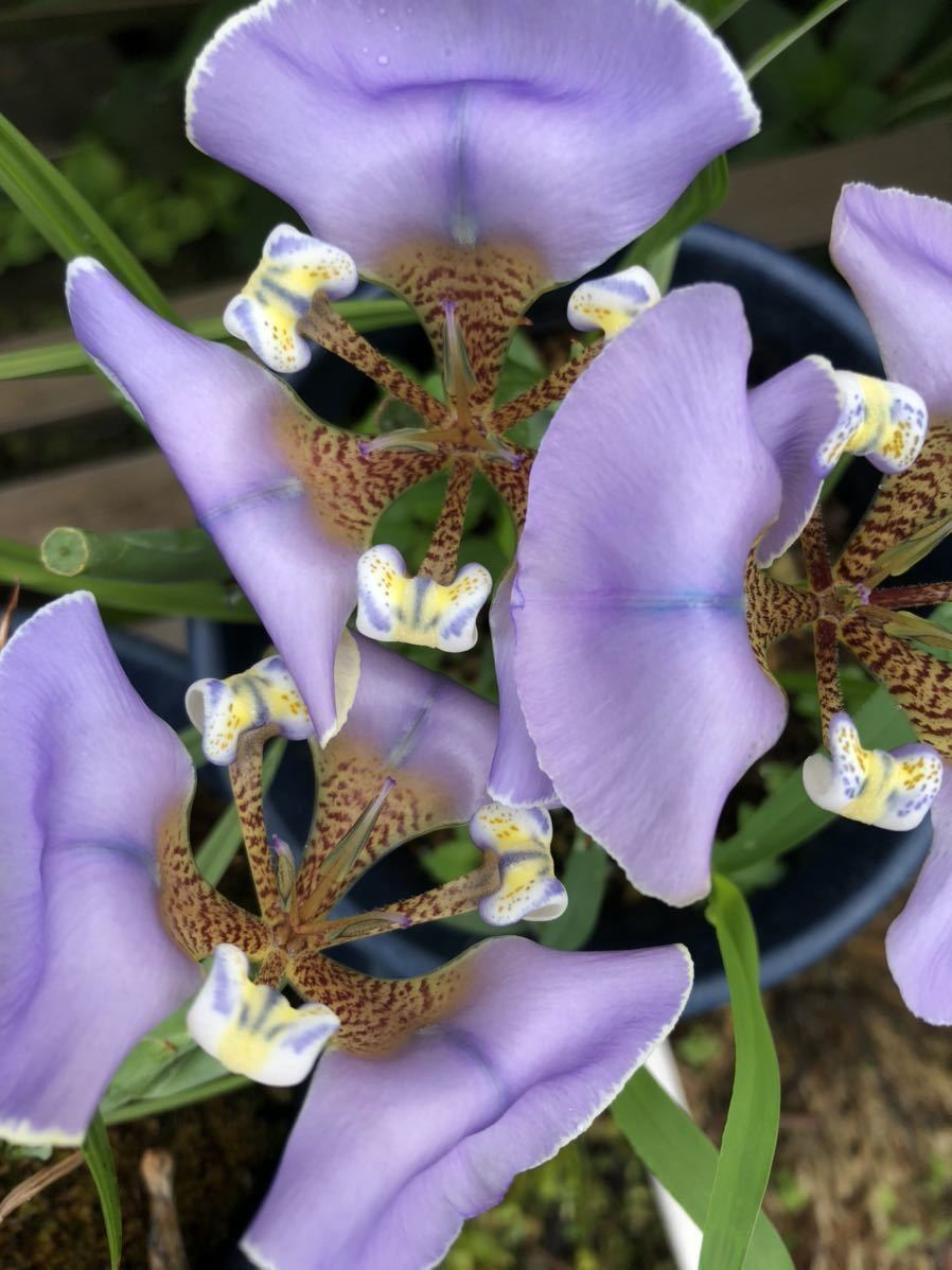 〈種子〉シペラ（オニラ）ウングイクラタ30粒_1