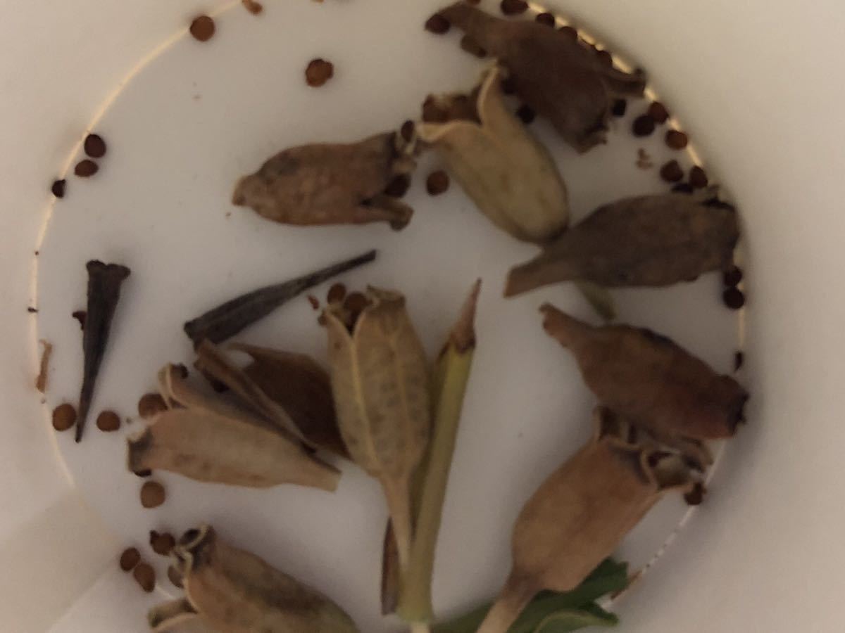 〈種子〉シペラ（オニラ）ウングイクラタ30粒_2