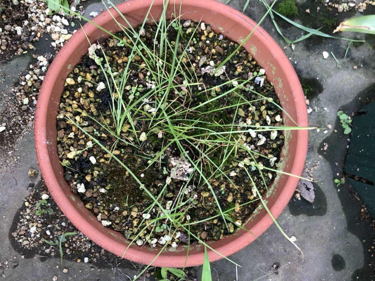 〈種子〉シペラ（オニラ）ウングイクラタ30粒_3