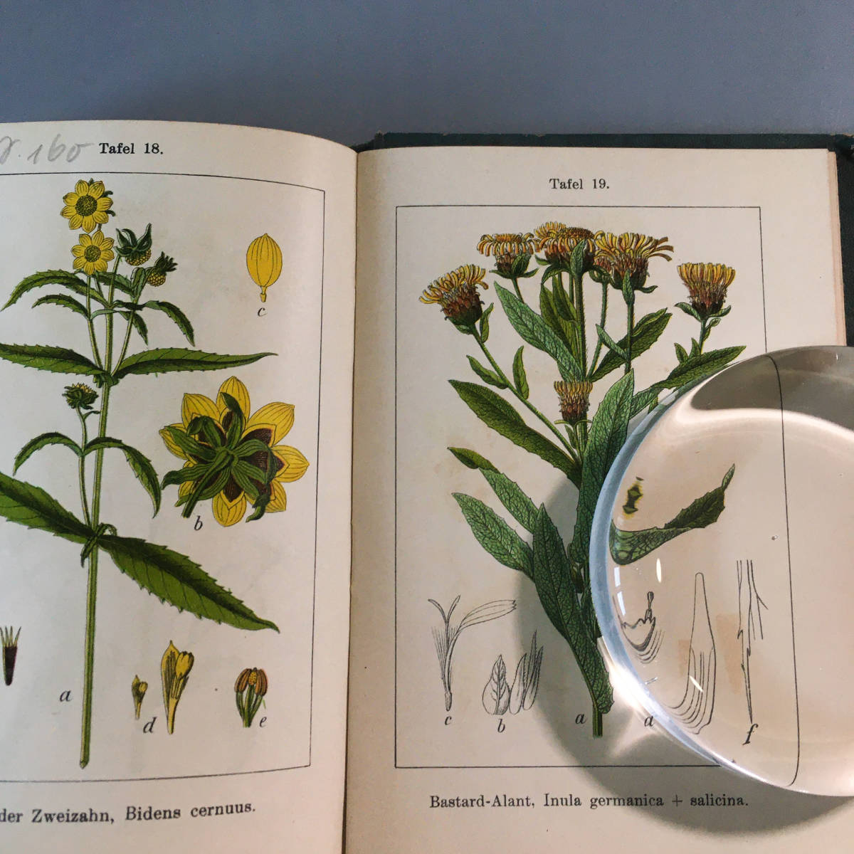 J.Sturm Vol.13 1905年ドイツ アンティーク 植物図鑑 ボタニカル