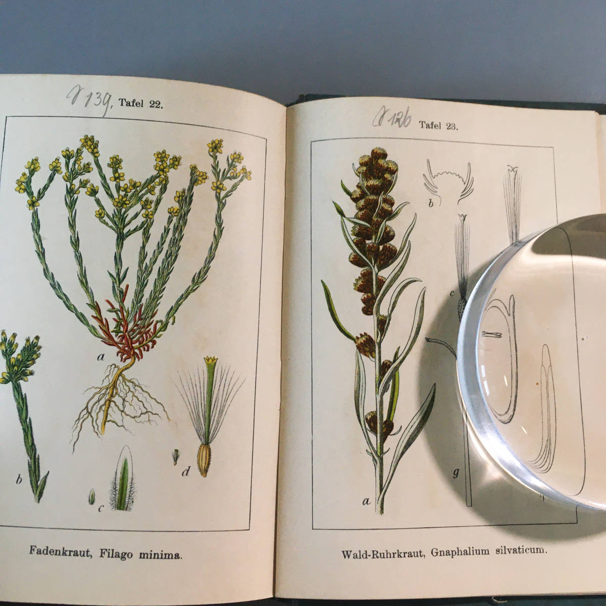 J.Sturm Vol.13 1905年ドイツ アンティーク 植物図鑑 ボタニカル