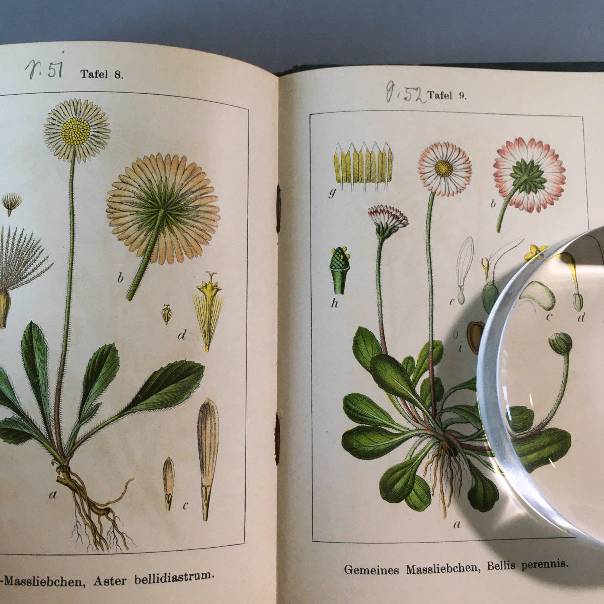 J.Sturm Vol.13 1905年ドイツ アンティーク 植物図鑑 ボタニカル