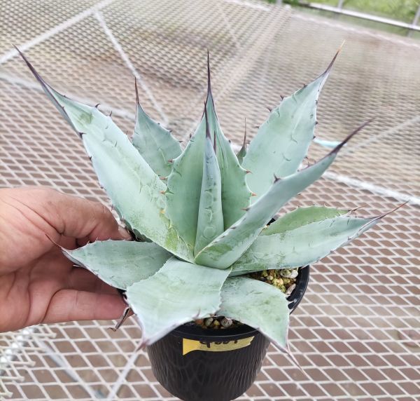 B's#G001 Agave ovatifolia アガベ オバティフォリア アガベ Agave