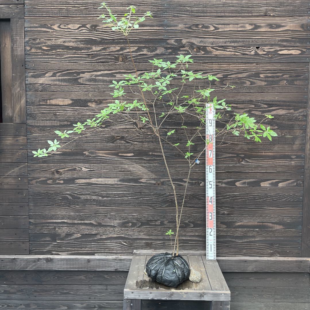 バイカツツジ・株立ち【現品】管理725 | 1STSSS.COM