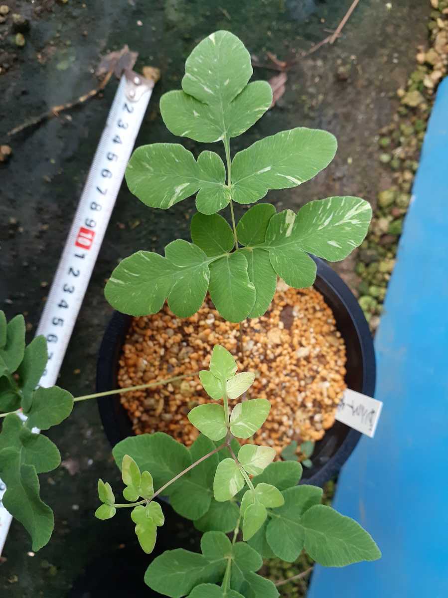 山野草　斑入り　ゼンマイ　雪白柄①