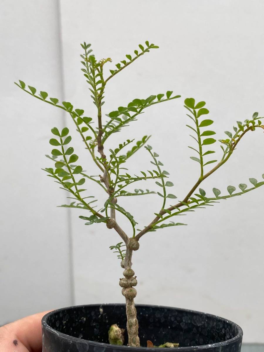 エ782 【塊根植物・実生】オペルクリカリア パキプス【2年株・種から