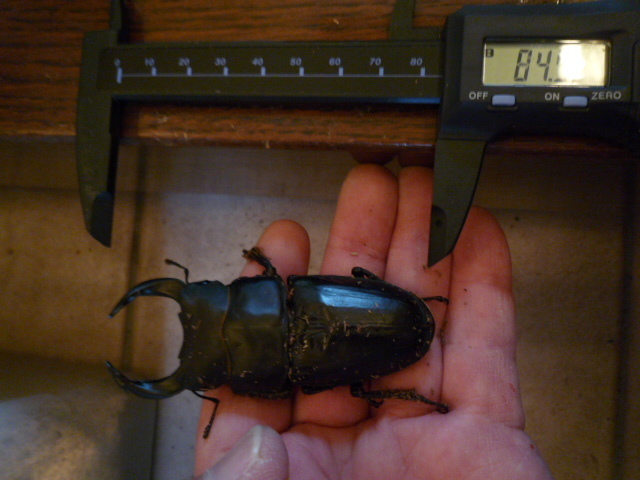 能勢産オオクワガタ♂84.5㎜ ♀55.0㎜ ペア +♀1頭54.5㎜