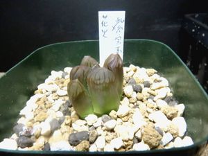 ハオルチア 花火のヤフオク の相場 価格を見る ヤフオク のハオルチア 花火のオークション売買情報は19件が掲載されています