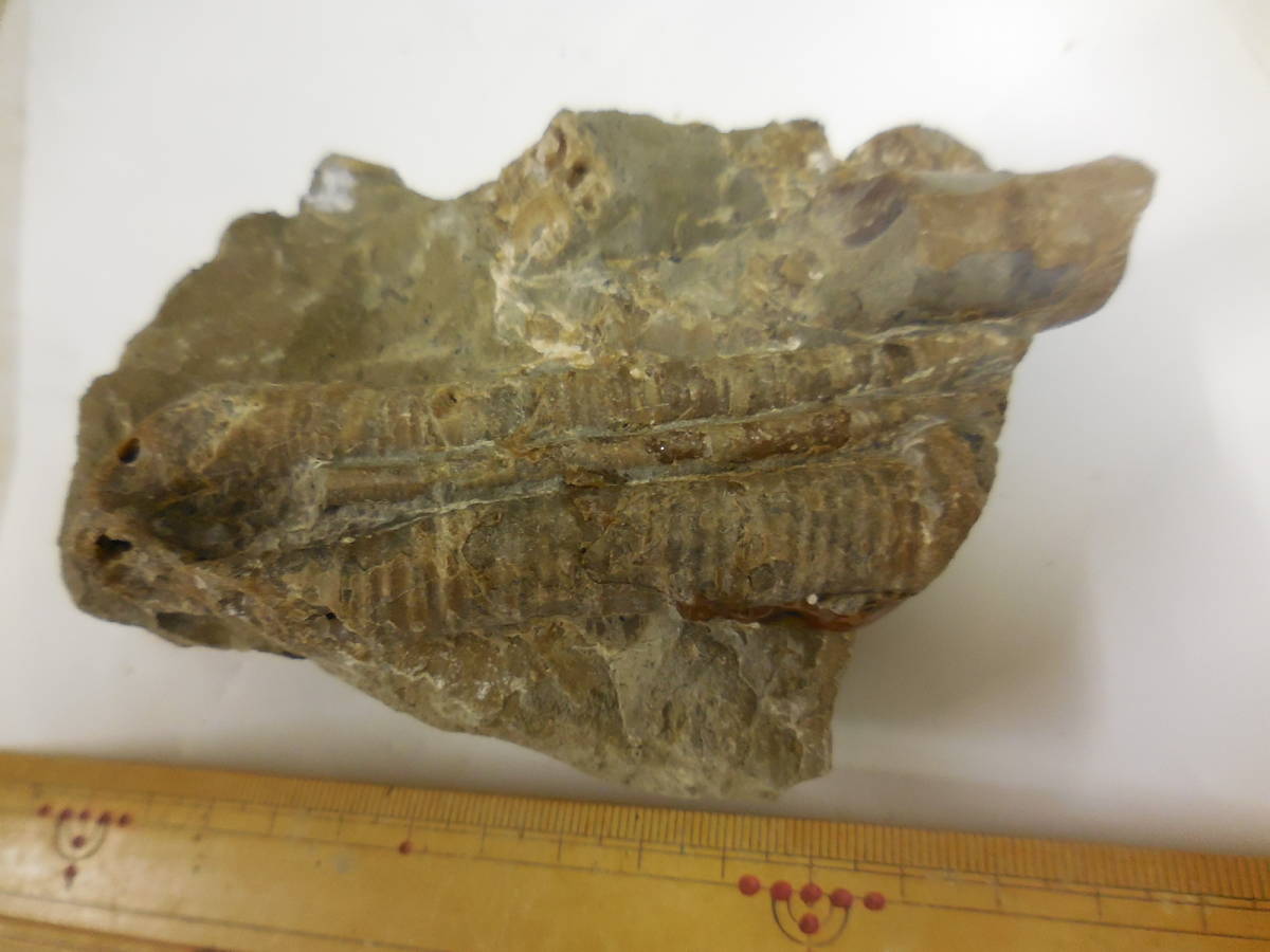 北海道アンモナイト（異常巻き群生標本3） 科学、自然 化石