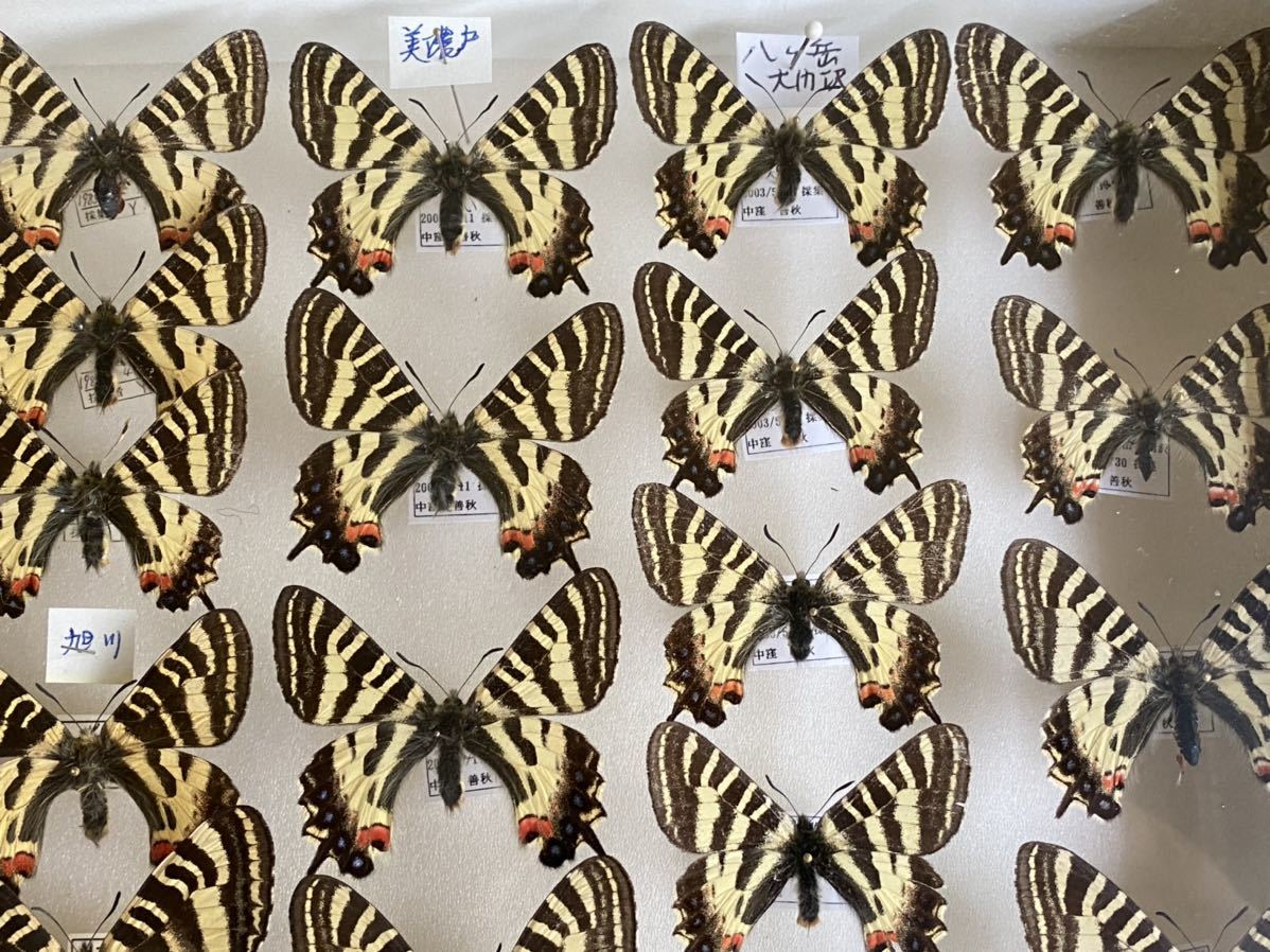 ギフチョウ 標本 ヒメギフチョウ 蝶 レジン 標本箱 樹脂標本 国産 の