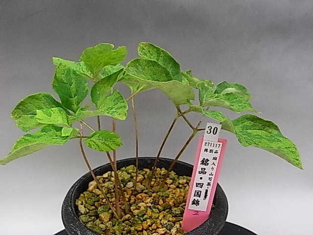 格安，限定SALE 山野草：斑入りヤマシャクヤク 銘品 四国錦 株割品(鉢植え)｜売買されたオークション情報、yahooの商品情報をアーカイブ公開 - オークファン その他