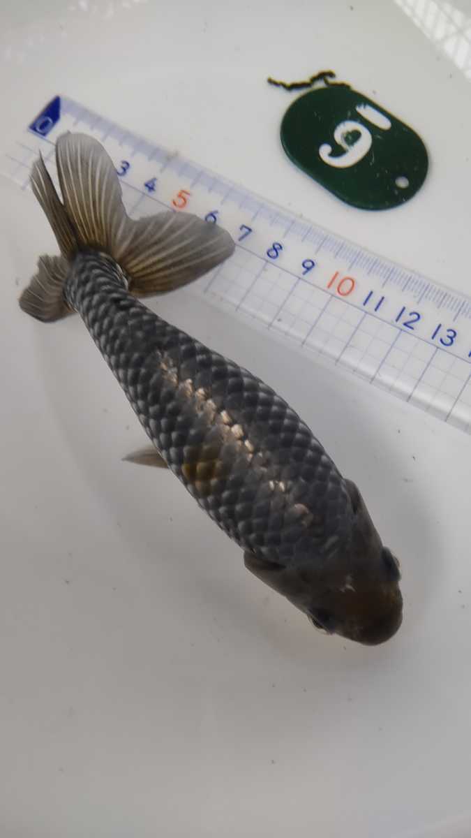 No.6希少な銀魚三才１４センチ前後_3