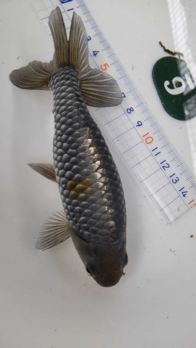 No.6希少な銀魚三才１４センチ前後_4