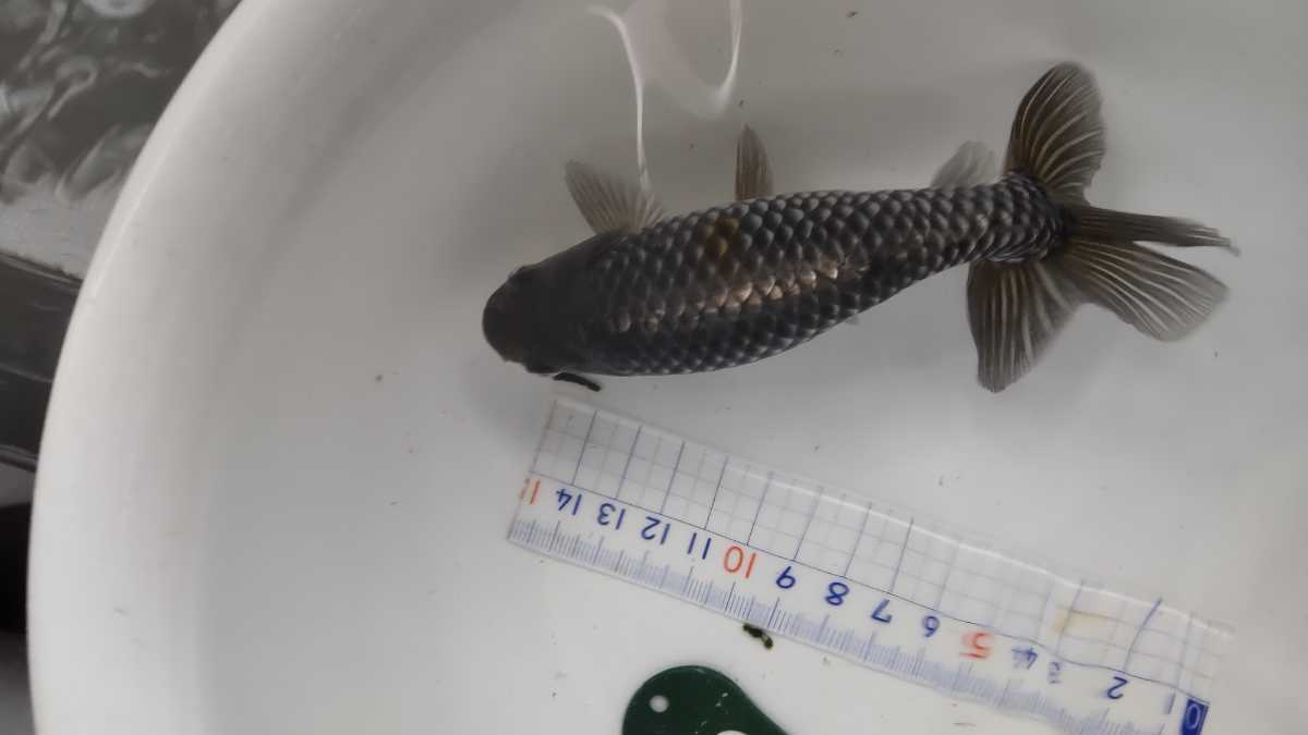 No.6希少な銀魚三才１４センチ前後_6