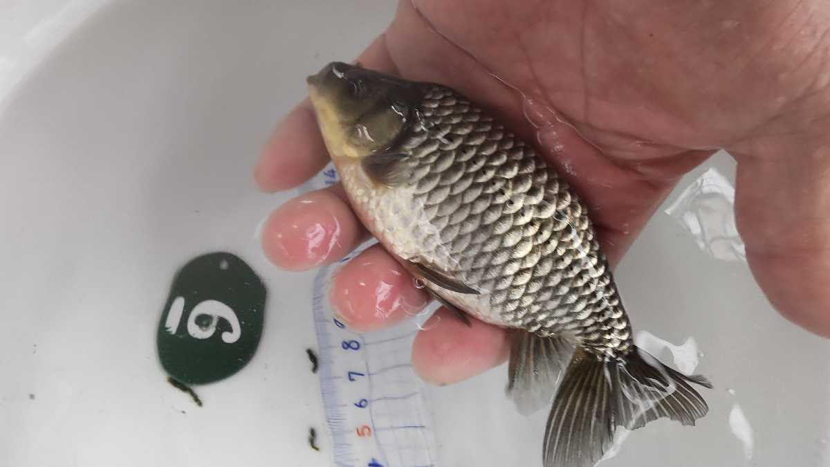 No.6希少な銀魚三才１４センチ前後_8