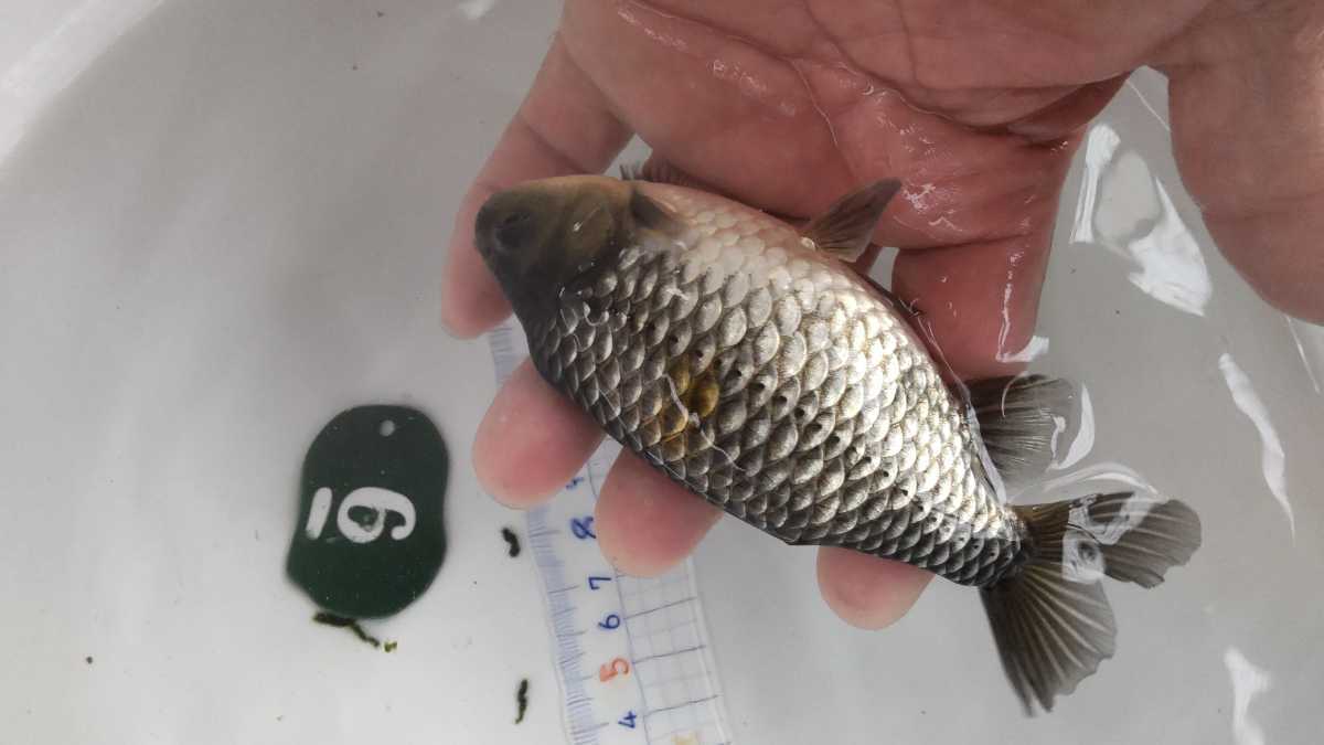 No.6希少な銀魚三才１４センチ前後_9