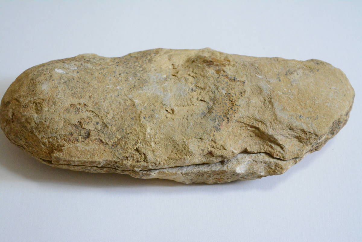 ブラジル産 サリアス 化石 - 世界有数の化石の名産地、ブラジル 