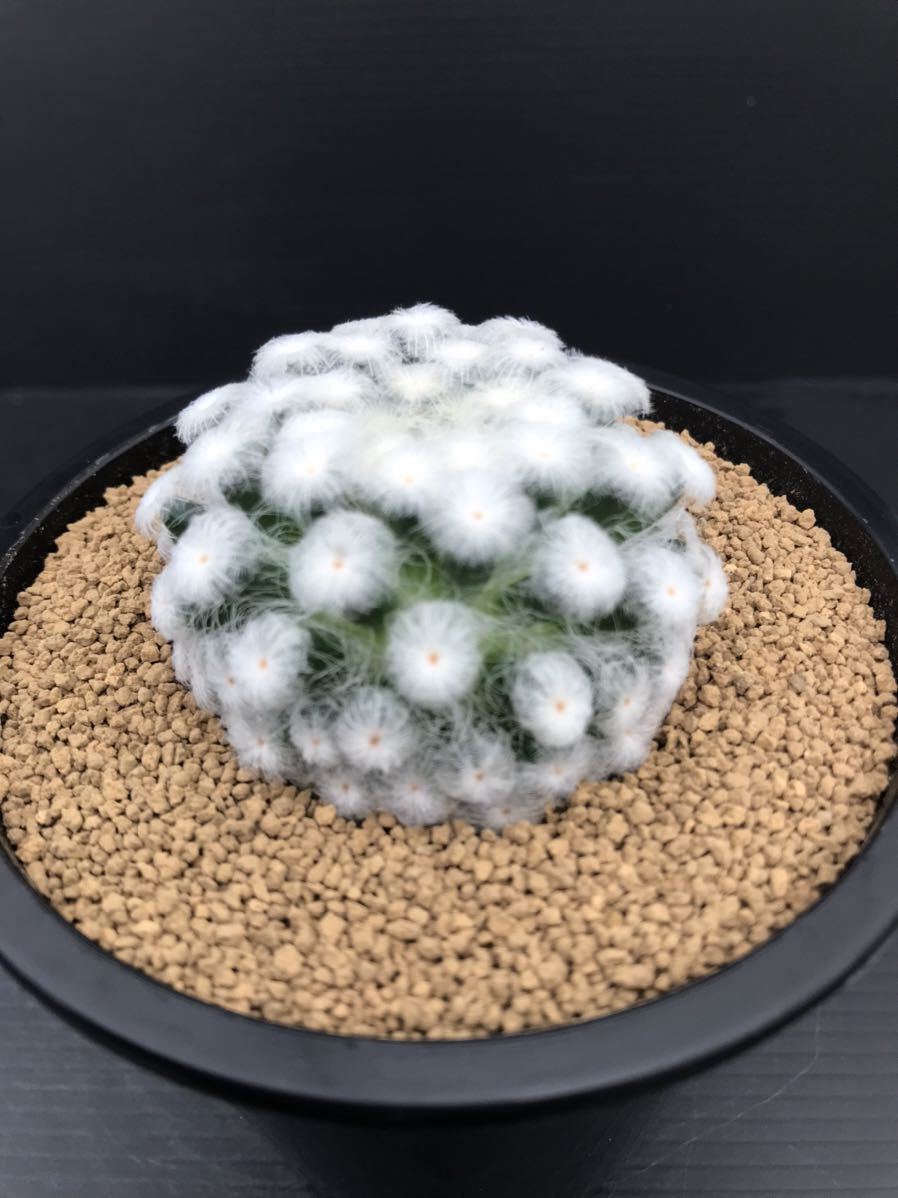 サボテン マミラリア 白星 実生 パンチパーマ サボテン 売買されたオークション情報 Yahooの商品情報をアーカイブ公開 オークファン Aucfan Com