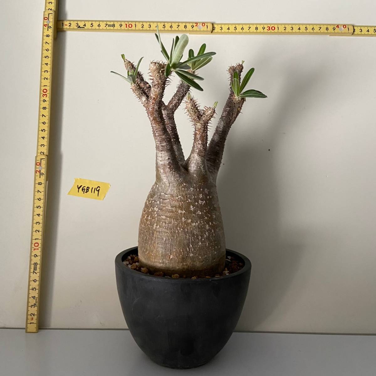 3/29 ②ユーフォルビア オベサ 国内実生 塊根直径5cmくらい 多肉植物