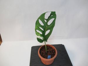 短納期対応 発根済み マドカズラ 極斑入り 斑入り 白斑 ミント クリーム 第1位獲得 Www Nigerianbanker Com