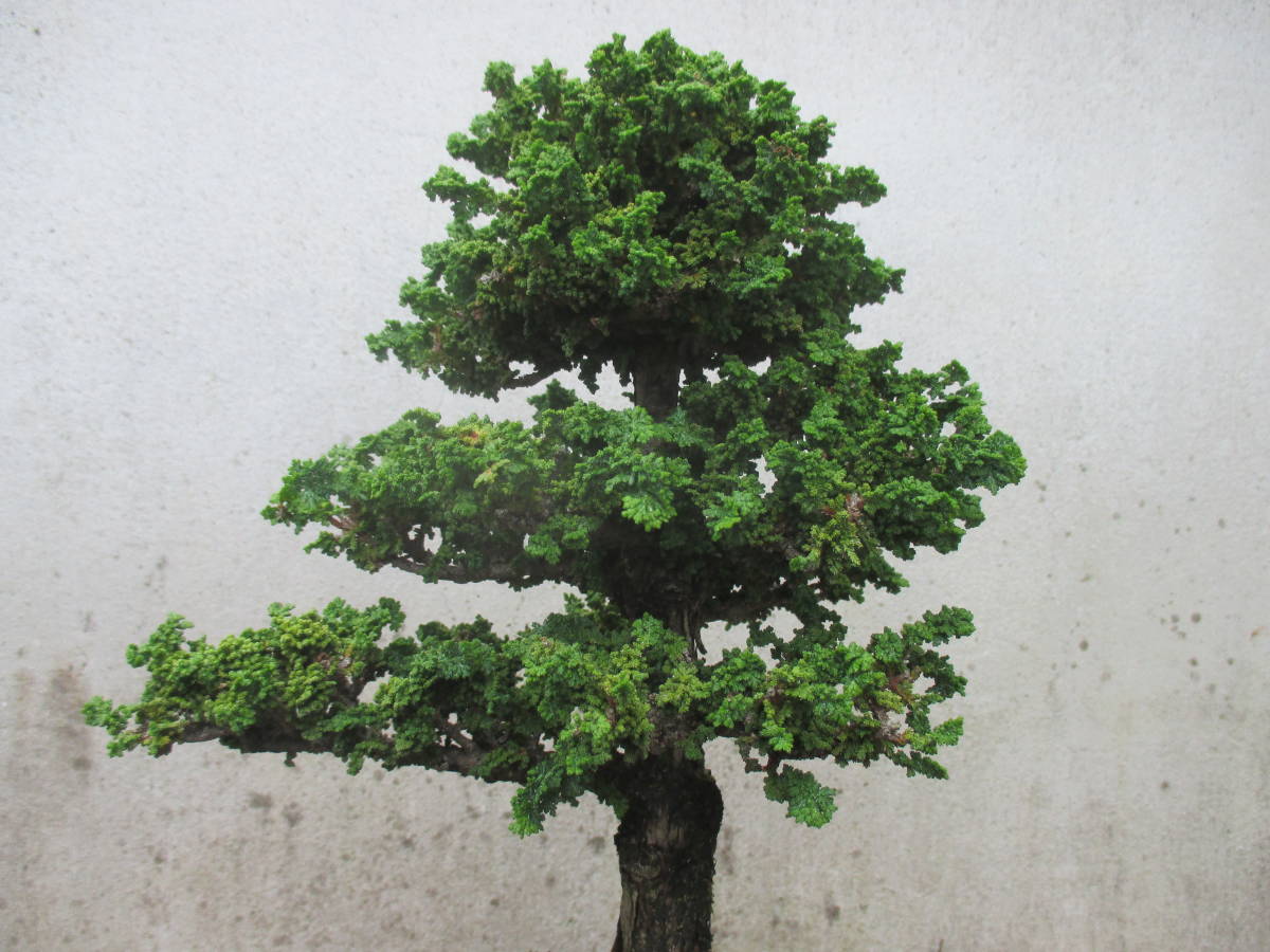 松柏盆栽 ◇石化ひのき◇ 鉢 25*17cm お値打ち※ 特別 格安 石化