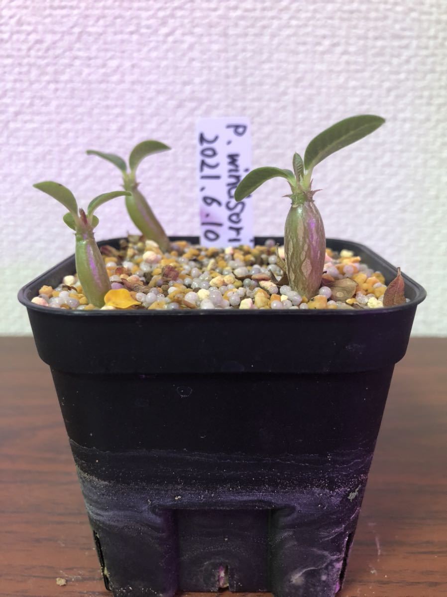 20粒パキポディウム・ウィンゾリーPachypodium winsoriiの種子 Amazon