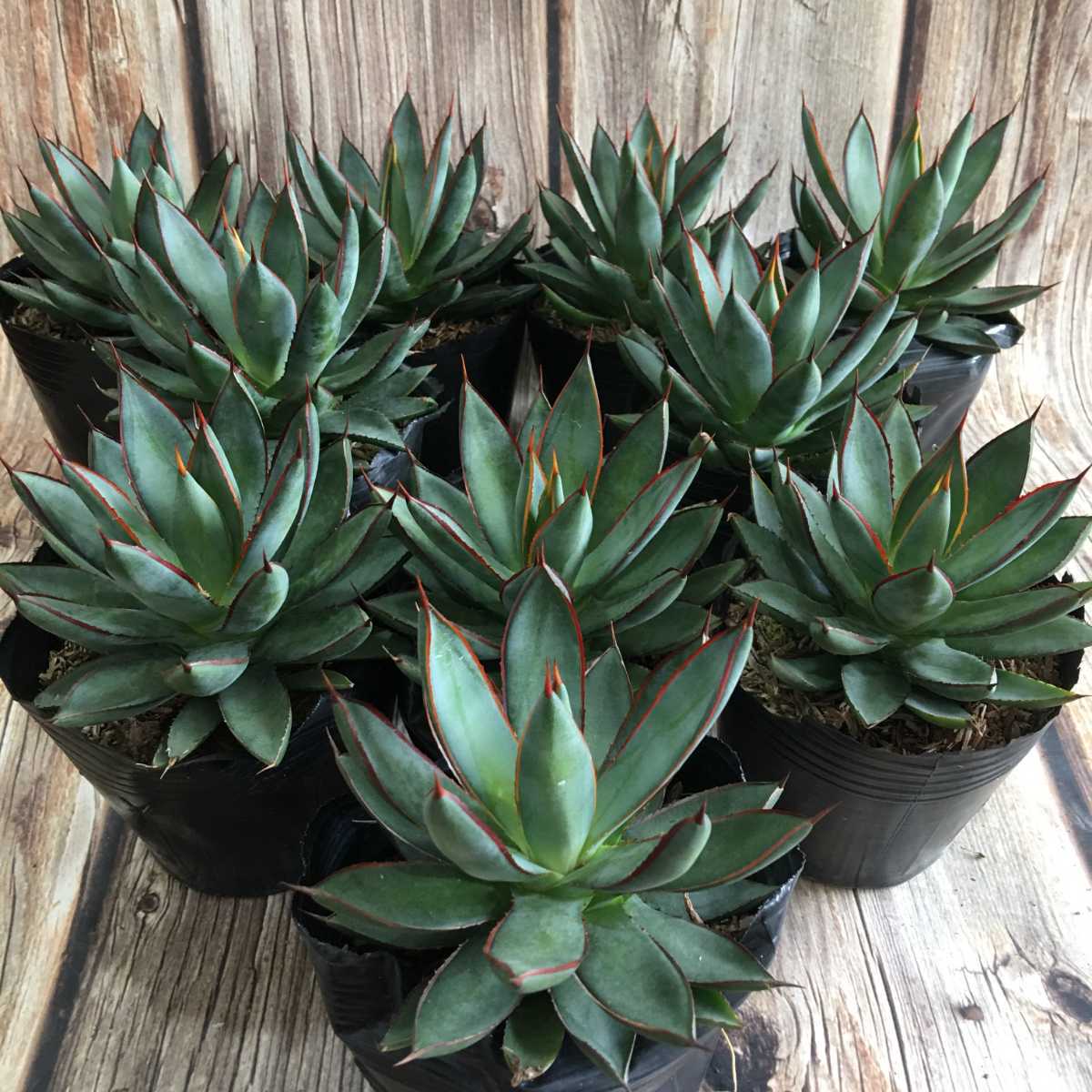 アガベ シャウィー×イシスメンシス Agave ShawIst （Shawii×isthnensis