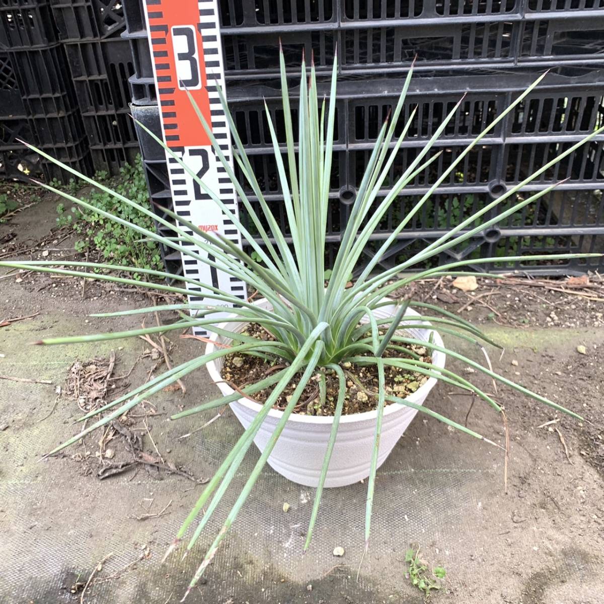 アガベ・吹上 観葉植物 多肉植物 アガベ ストリクタ