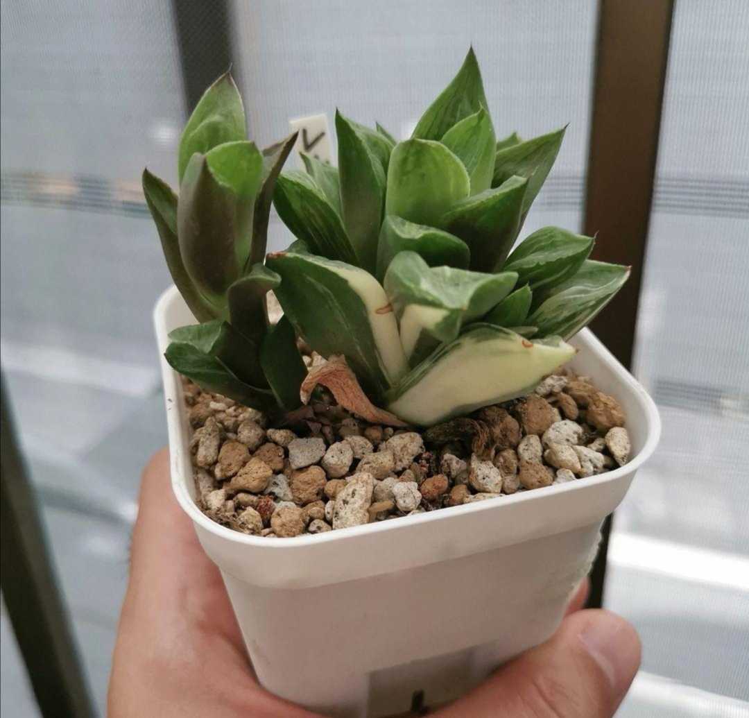レア 多肉植物 ホワイト ハオルチア レツーサ錦 斑入りレツーサ ホワイト錦 観葉植物 売買されたオークション情報 Yahooの商品情報をアーカイブ公開 オークファン Aucfan Com