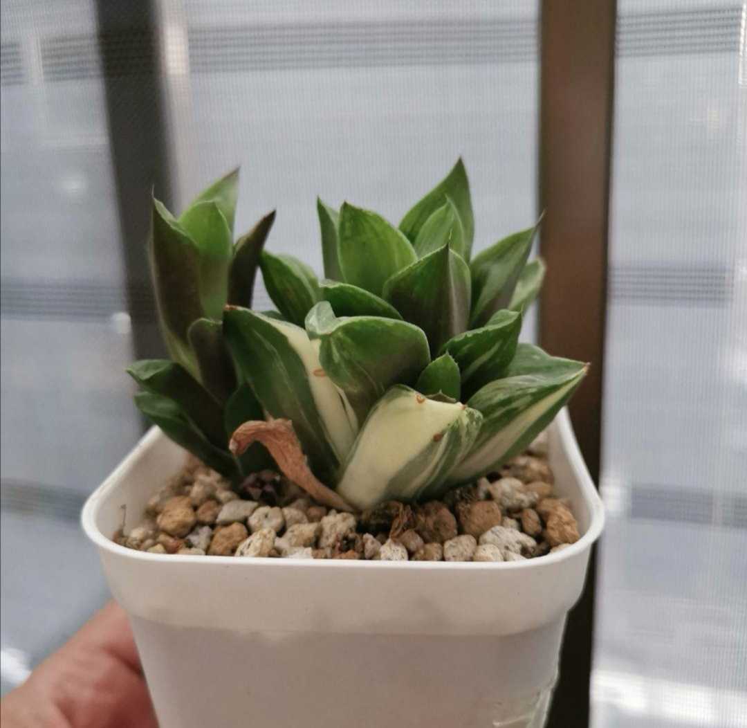 ついに再販開始 多肉植物 ハオルチア レツーサ Www Anavara Com