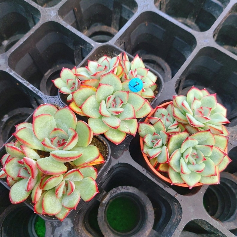 【訳あり美品】ヘッド　HEAD スキー　ブーツ　4バックル　27.5cm ○ 良品単品・格安！ ロッディオ フォージド 5I アッタス50R ○