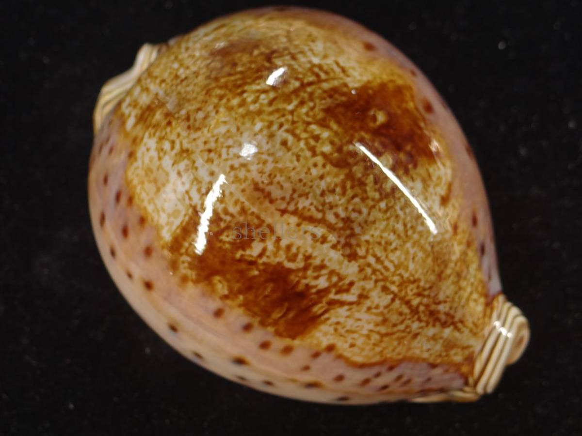 貝殻 特大 貝 標本 極上品 92.5mm シンセイダカラ タカラガイ