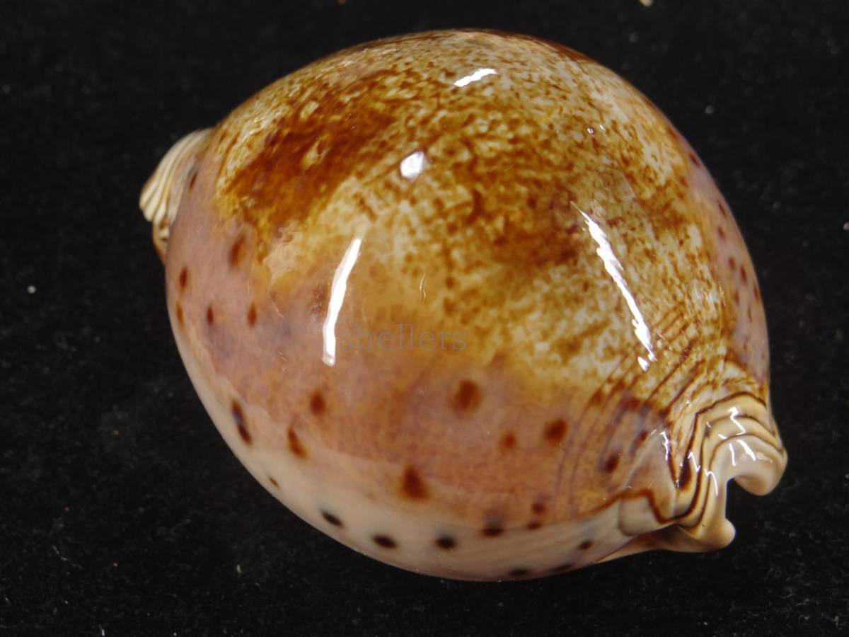 貝殻 特大 貝 標本 極上品 92.5mm シンセイダカラ タカラガイ