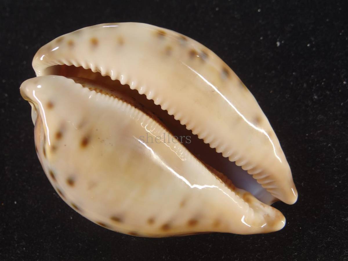 貝殻 特大 貝 標本 極上品 92.5mm シンセイダカラ タカラガイ