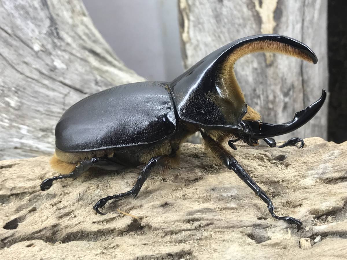 フンボルトヒナカブト♂48㎜♀41㎜ ペア フンボルトヒナカブト | ペア 成虫