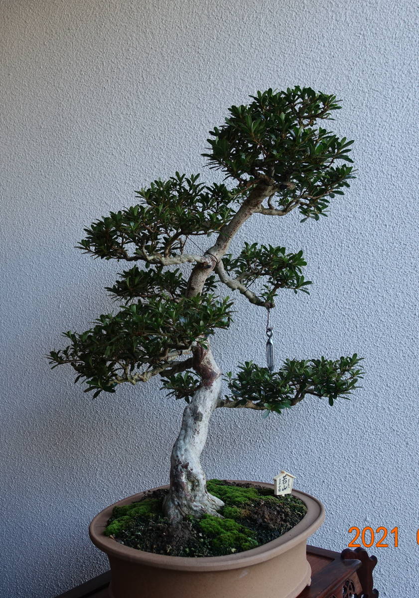 皐月盆栽 山 の 光 樹高62cm 盆栽 皐月 山の光 山の光(皐月)---