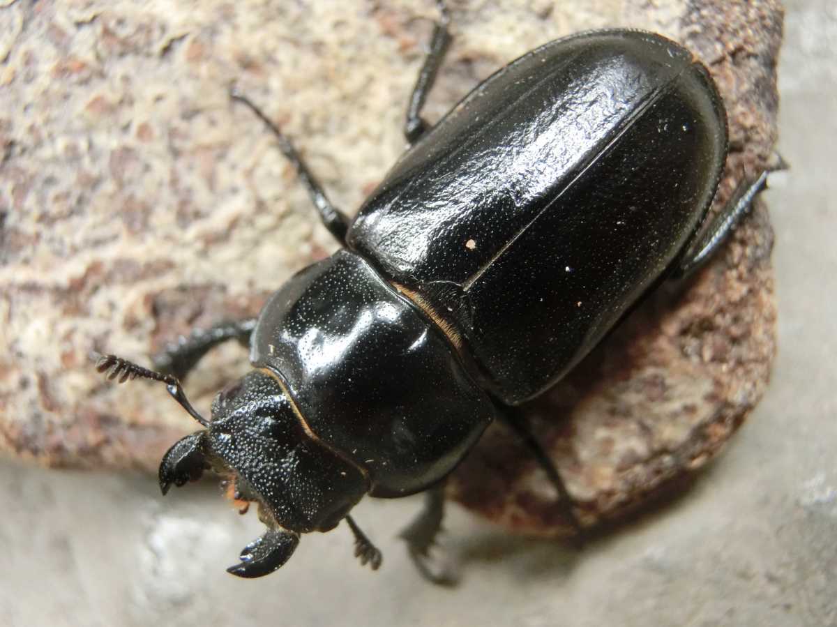 極 成虫 国産クワガタ 希少ミクラミヤマクワガタ35mmペア 御蔵島産