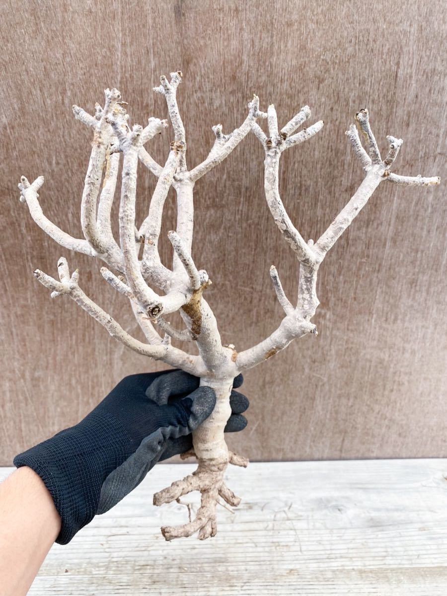 中国古美術品 清時代 青花硯 彩華堂製公式通販