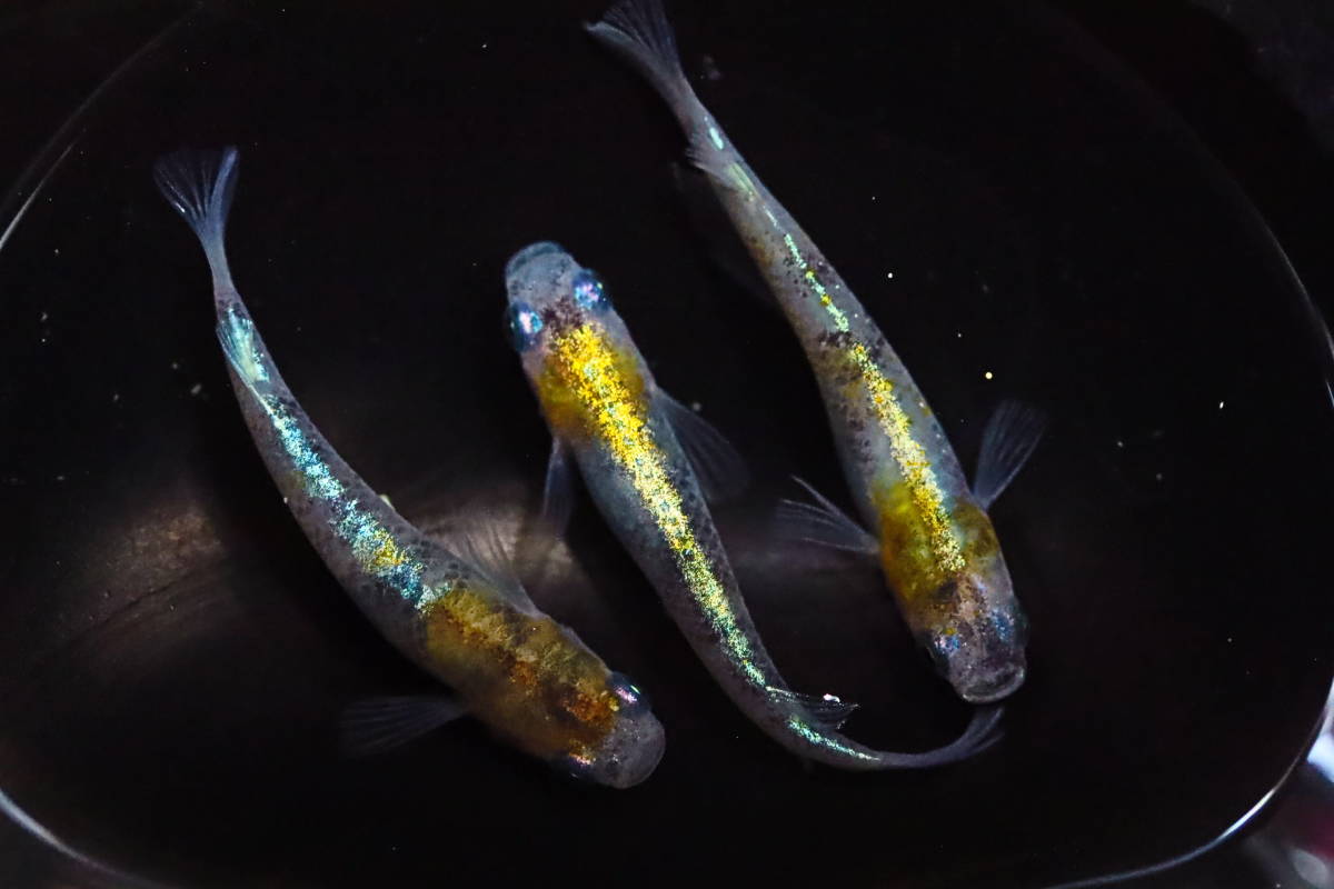 メダカファーム泉遠州 花魁 上物 若魚 メス2オス1 へー12 五 メダカファーム泉遠州 花魁 上物 若魚 メス2オス1 へー12 五