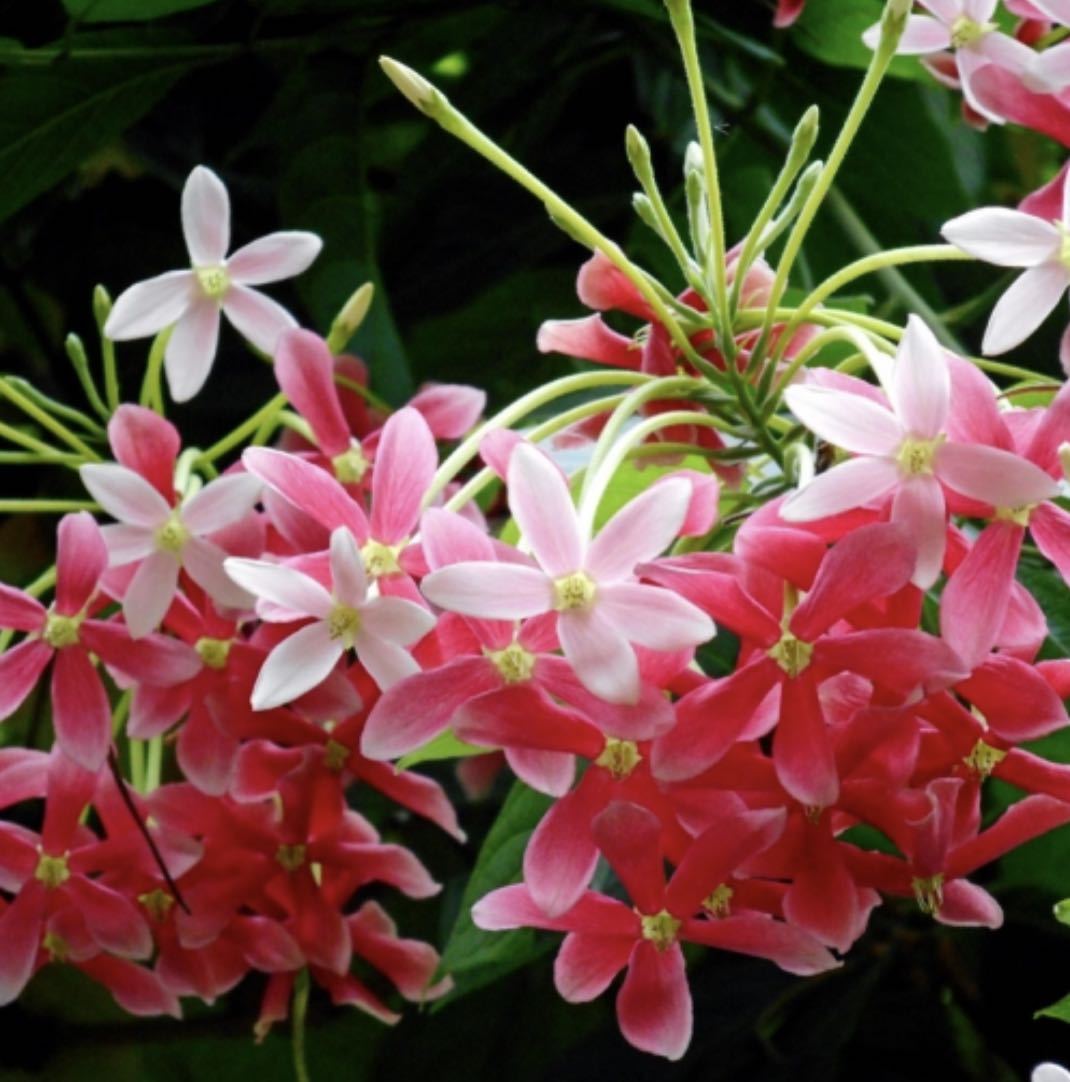 ■ 希少 ■ シクンシ（使君子）■ 大苗 ■ 熱帯性つる植物 ■